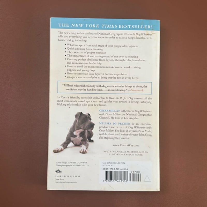 How to Raise the Perfect Dog
