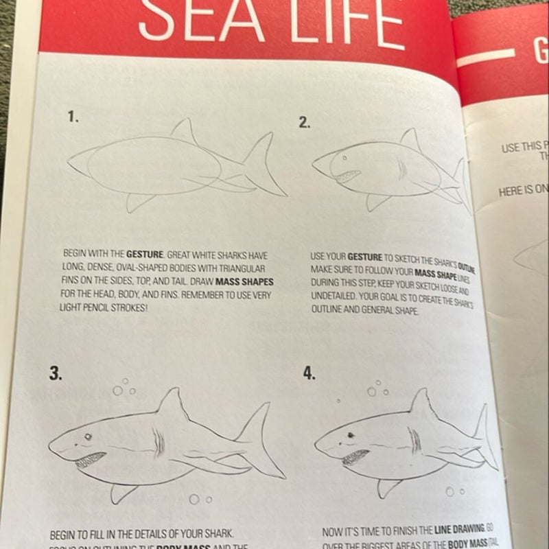 Idraw step by step sea life 