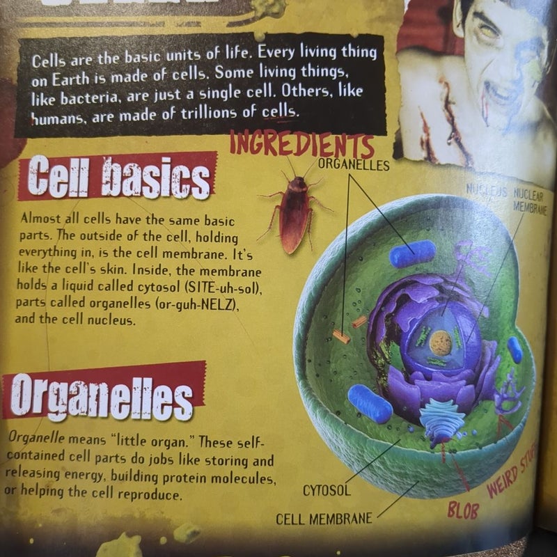 A Zombie's Guide to the Human Body