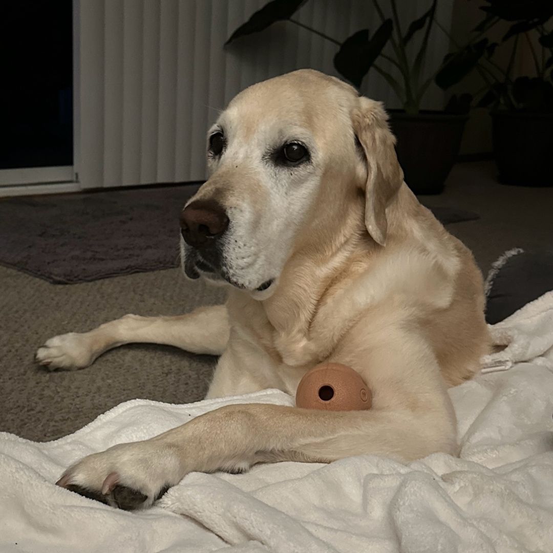 The Wandering Reader