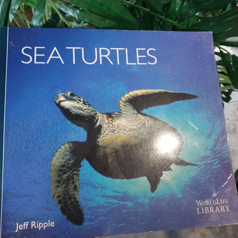 Sea Turtles of the World