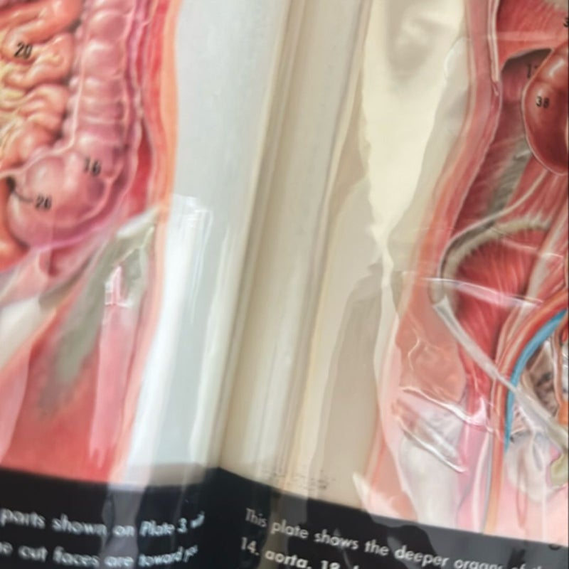 Textbook of Anatomy and Physiology Hardcover