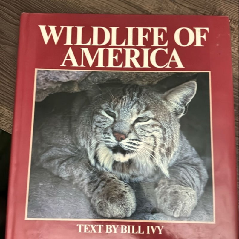 Wildlife of America