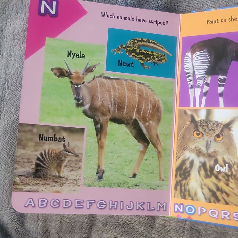 ALIGGATOR TO ZEBRA ABCs