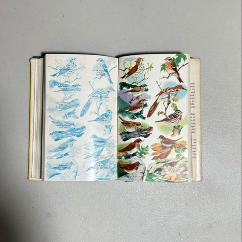 Field Book Of Eastern Birds