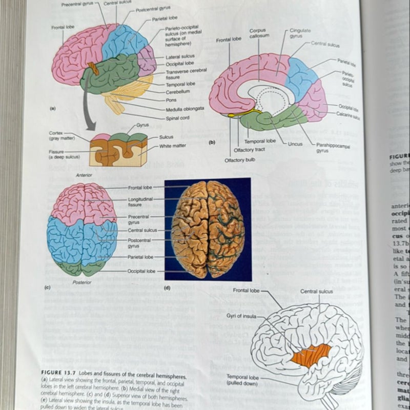 Human Anatomy Update