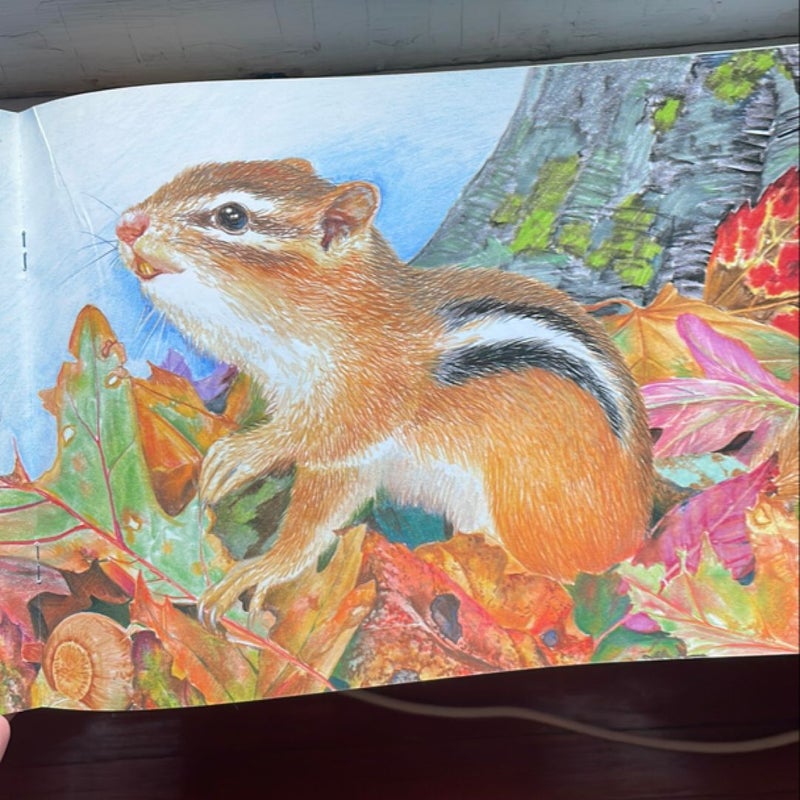 Chipmunk at Hollow Tree Lane