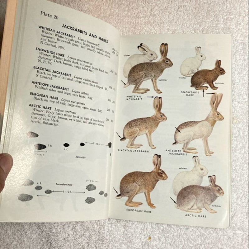 Peterson Field Guide to Mammals of North America