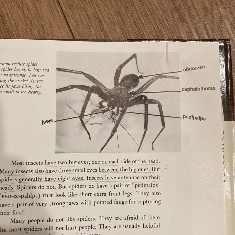 Spider Magic