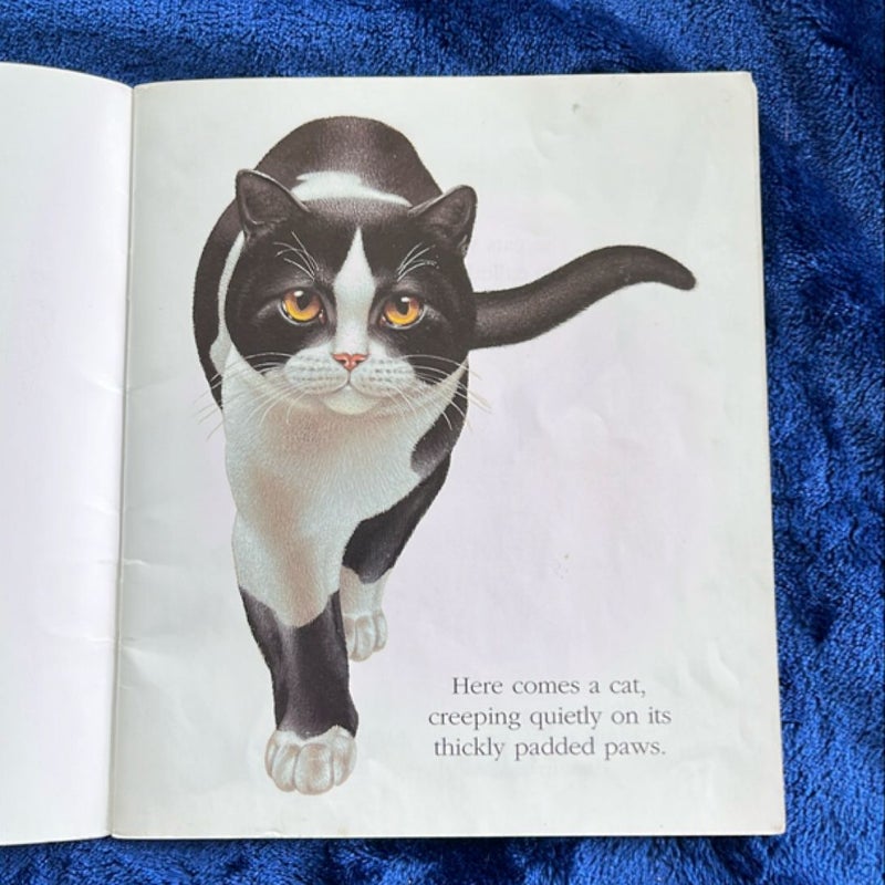 Cats