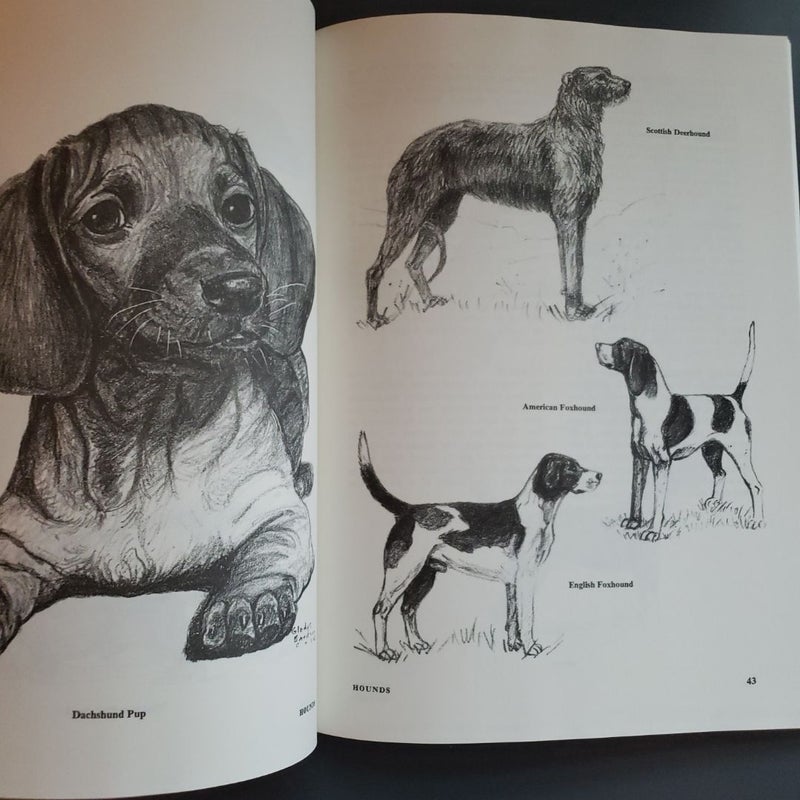 101 Dog Illustrations 