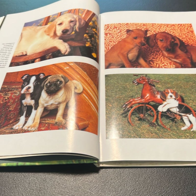 Puppies