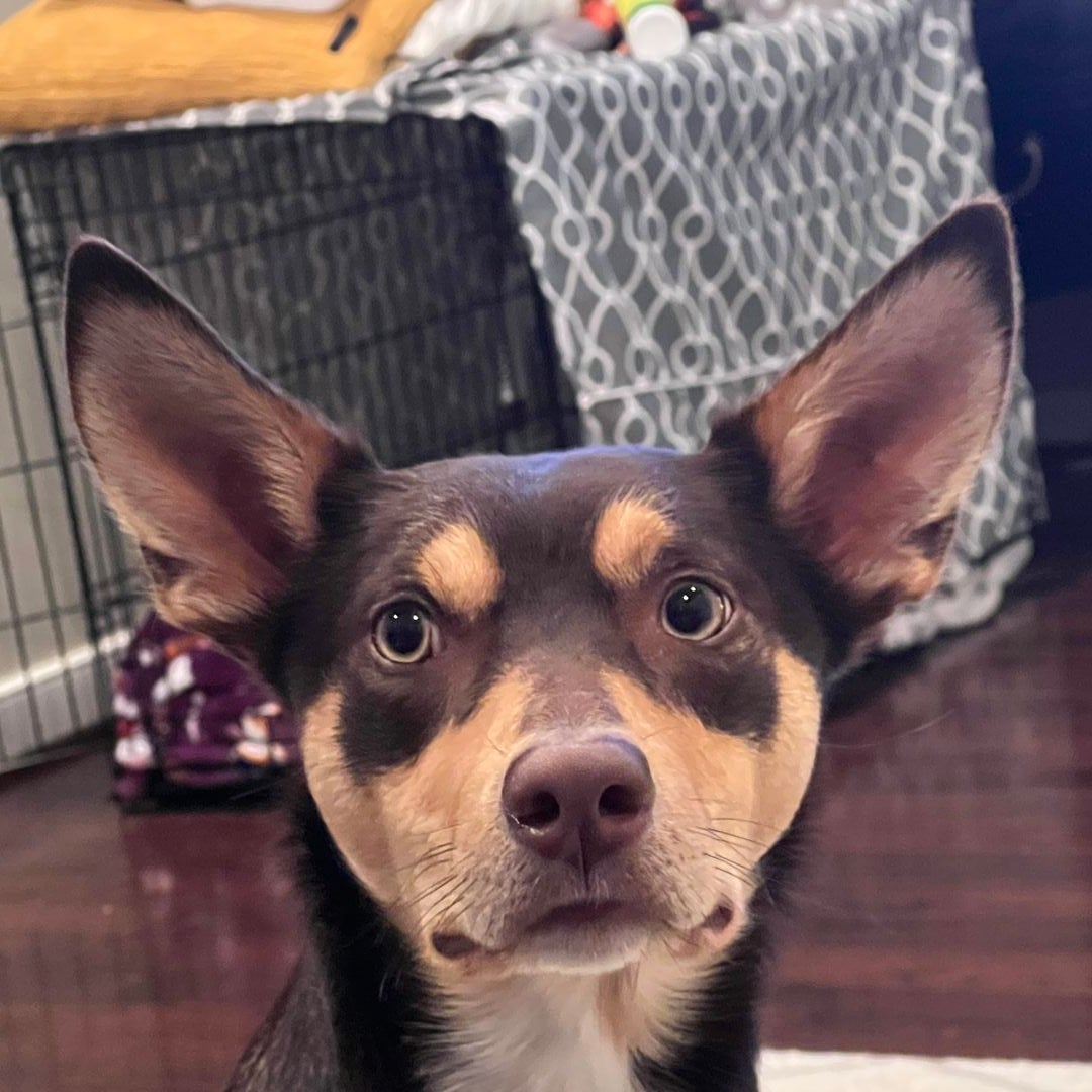 The Only Dog Ears Here are my Dog’s