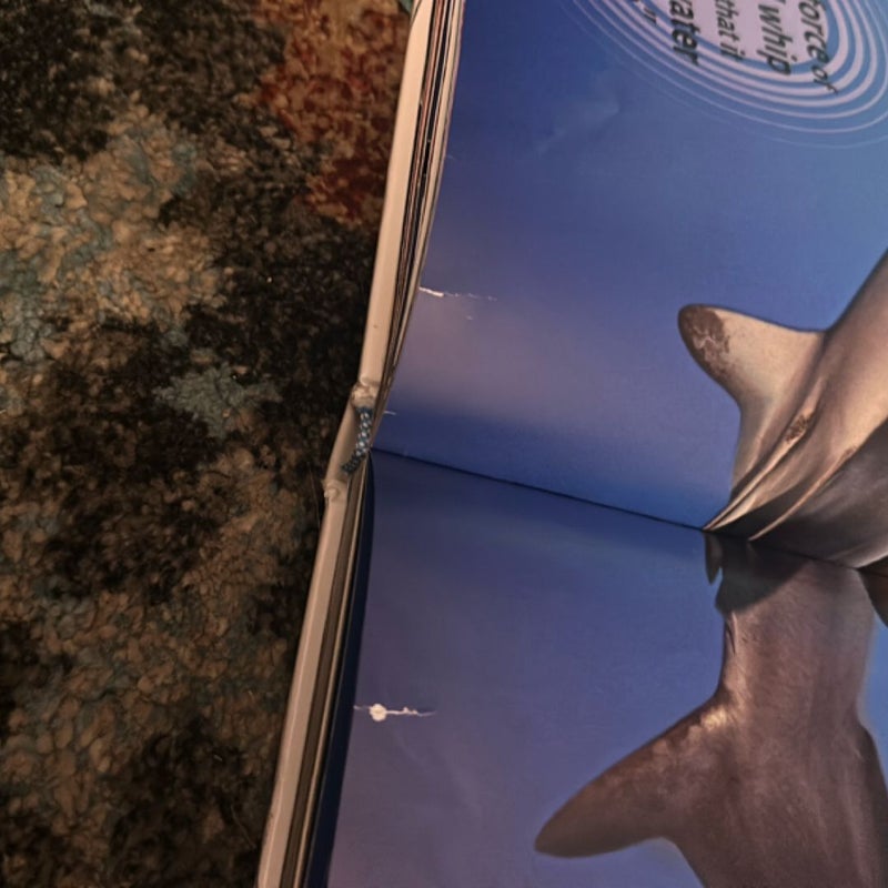 Super Shark Encyclopedia