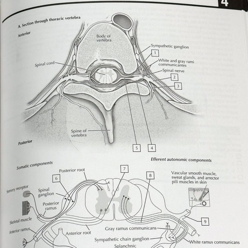 Netter's Anatomy Coloring Book