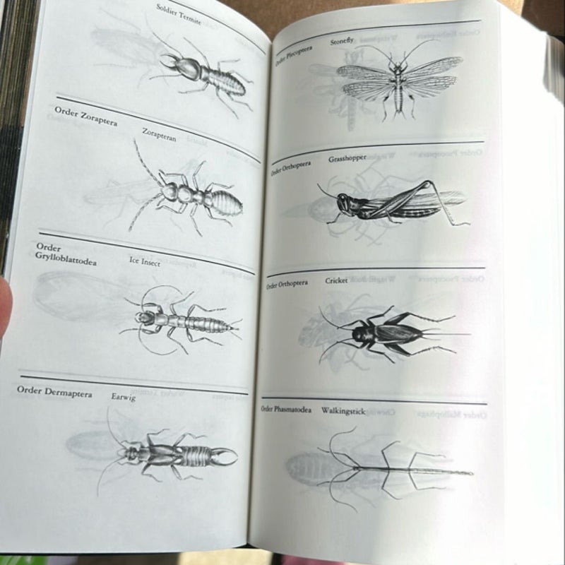 National Audubon Society Field Guide to Insects and Spiders