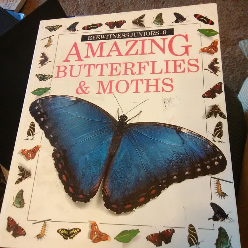 Amazing Butterflies and Moths