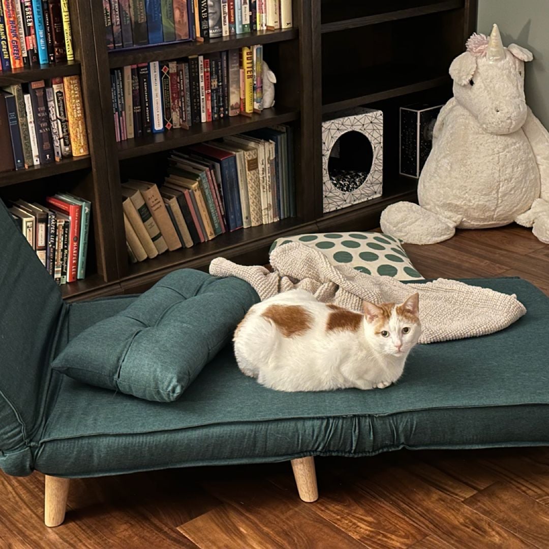 Books, cat, and yarn 📚🐈🧶