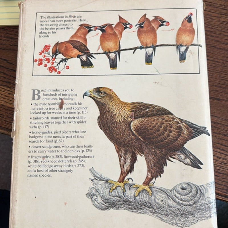 Birds