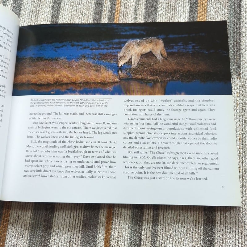 Yellowstone Wolves in the Wild