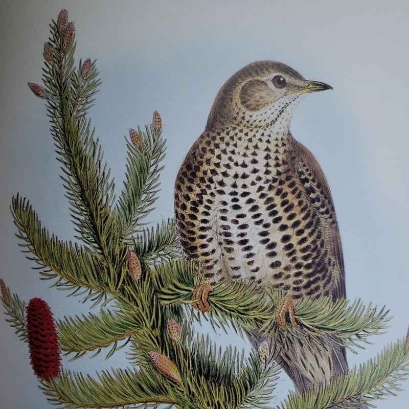 John Gould's Birds of Europe