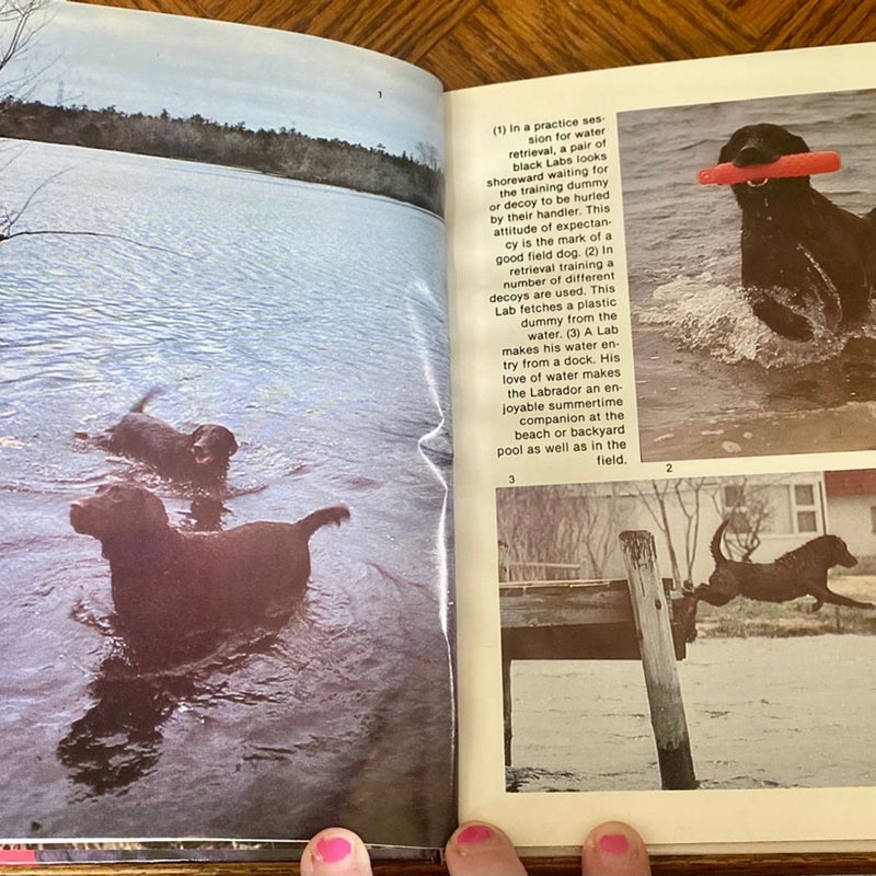 Vintage 1980s /1983 Labrador Retrievers