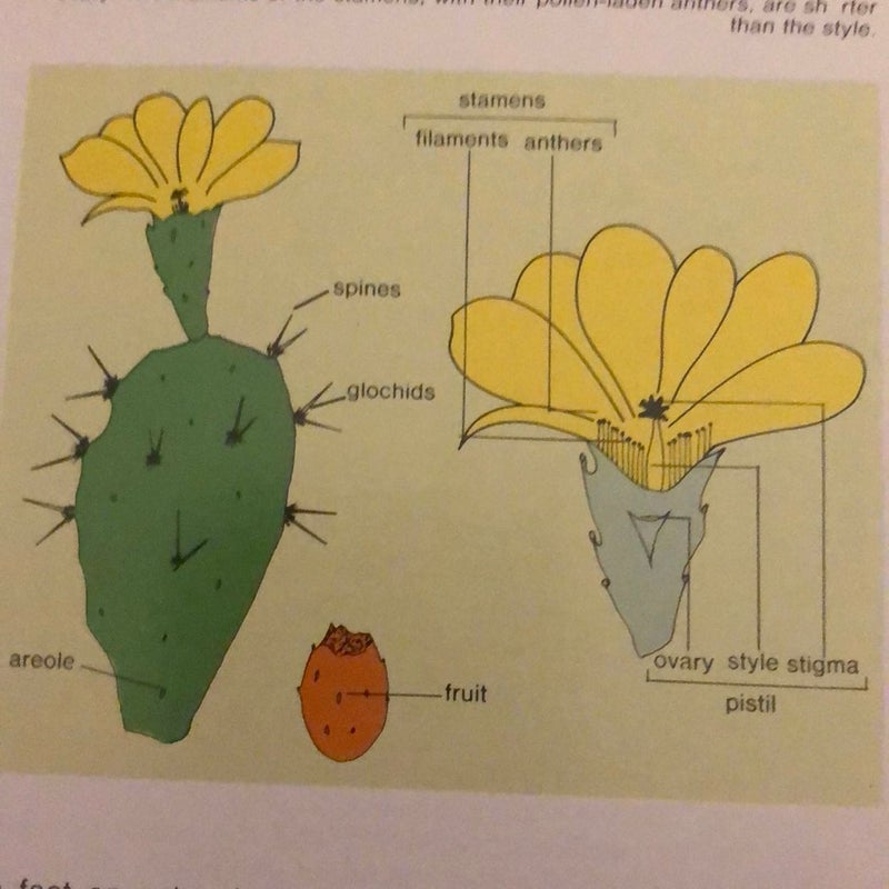 Simon and Schuster's Guide to Cacti and Succulents