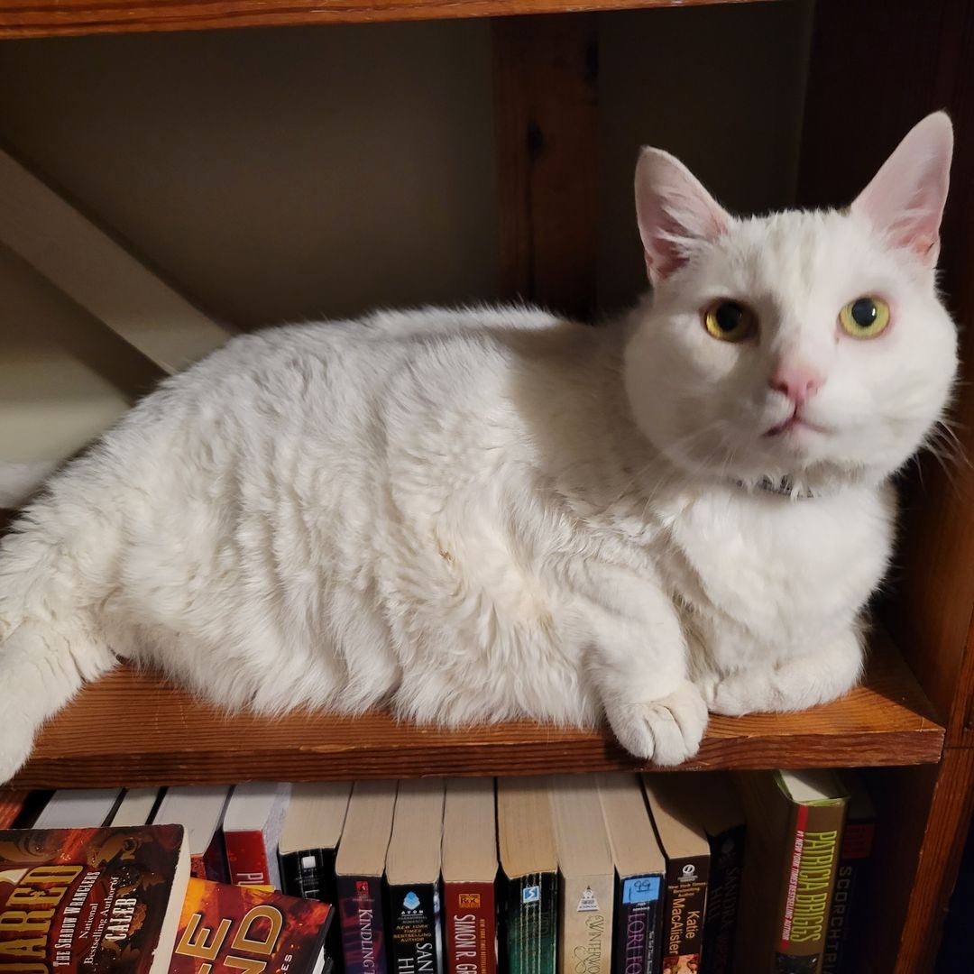 Books N Cats