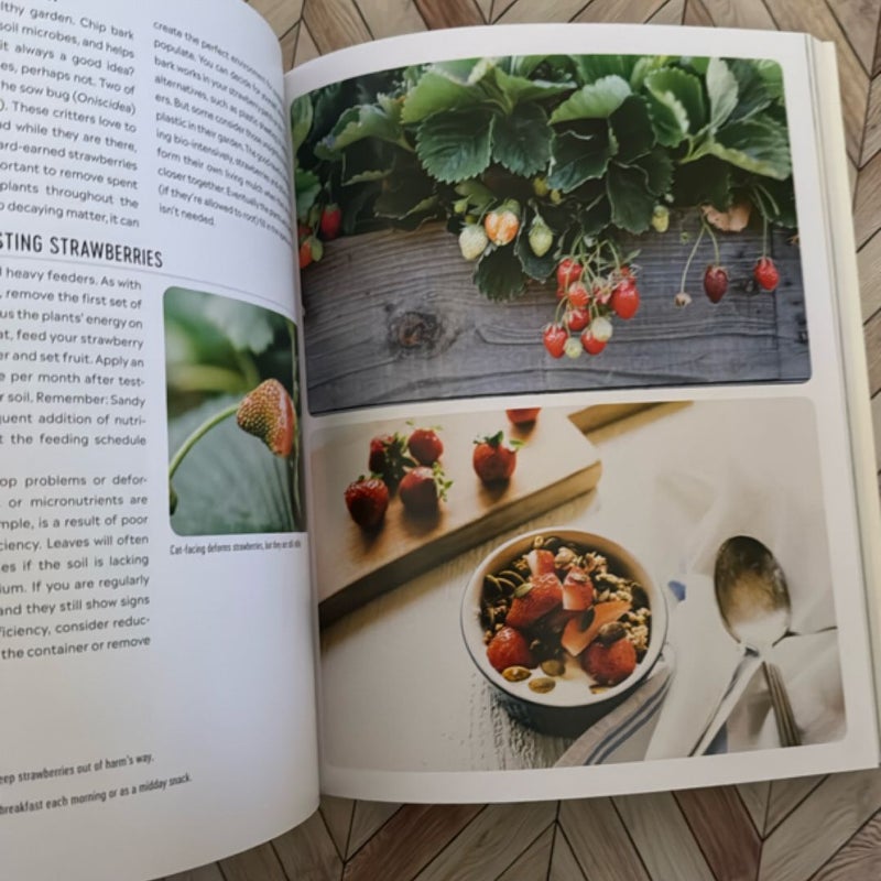 Grow Your Own Mini Fruit Garden