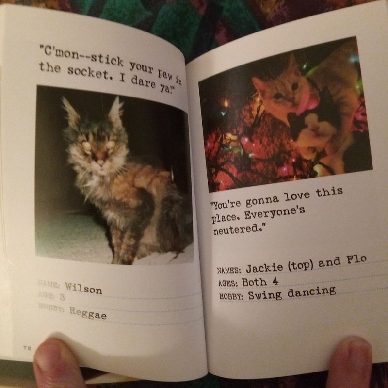 Bad Cat