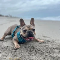 PardonMyFrenchie