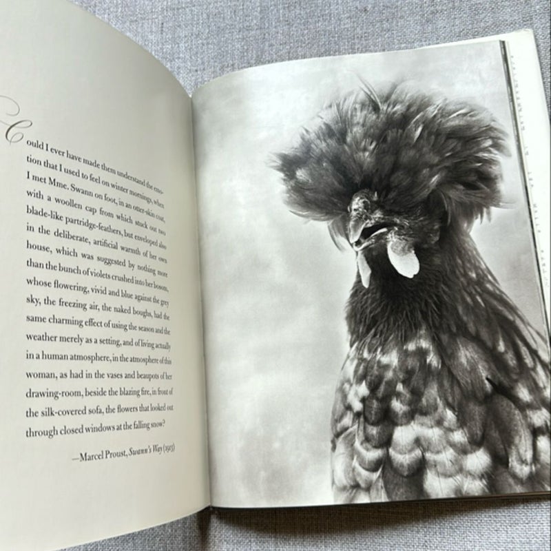 Literary Chickens