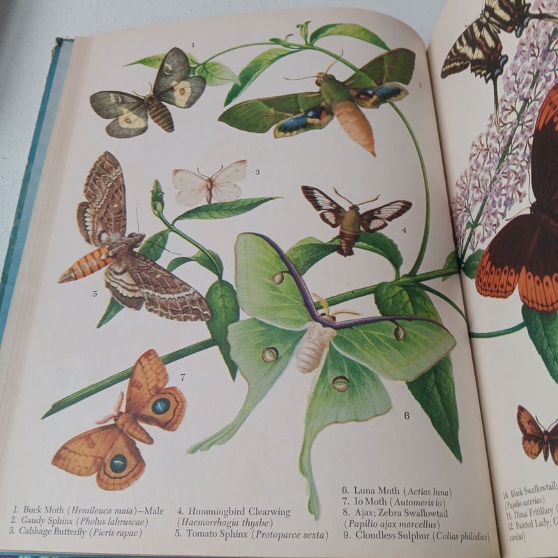 American Butterflies and Moths - 1942- Random House