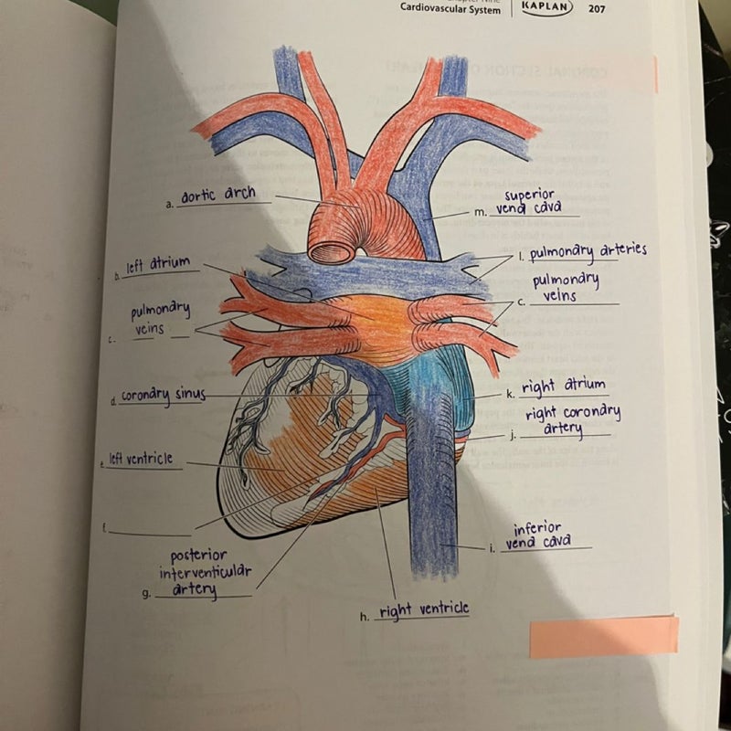 Anatomy Coloring Book with 450+ Realistic Medical Illustrations with Quizzes for Each + 96 Perforated Flashcards of Muscle Origin, Insertion, Action, and Innervation