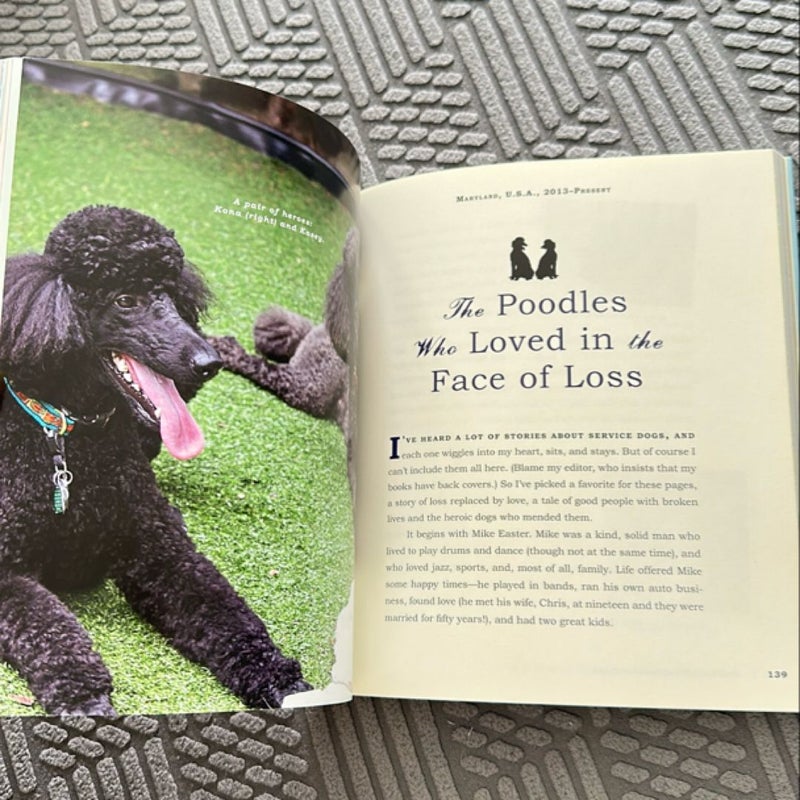Unlikely Friendships: Dogs