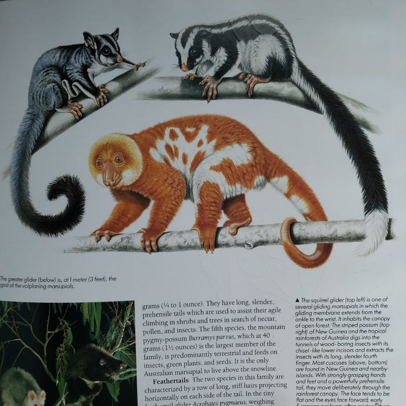 Encyclopedia of Mammals