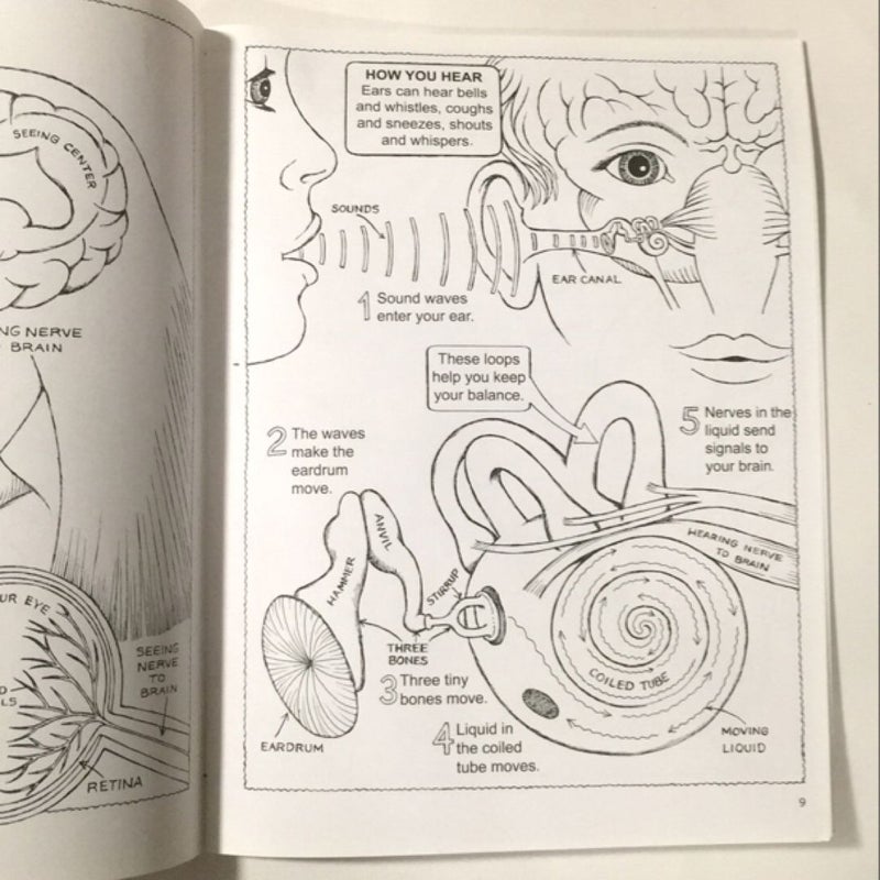 My First Book about the Brain