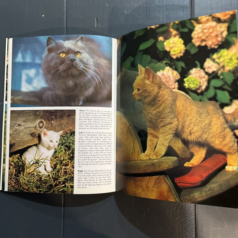 All color book of cats