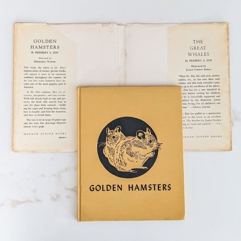 Golden Hamsters © 1951