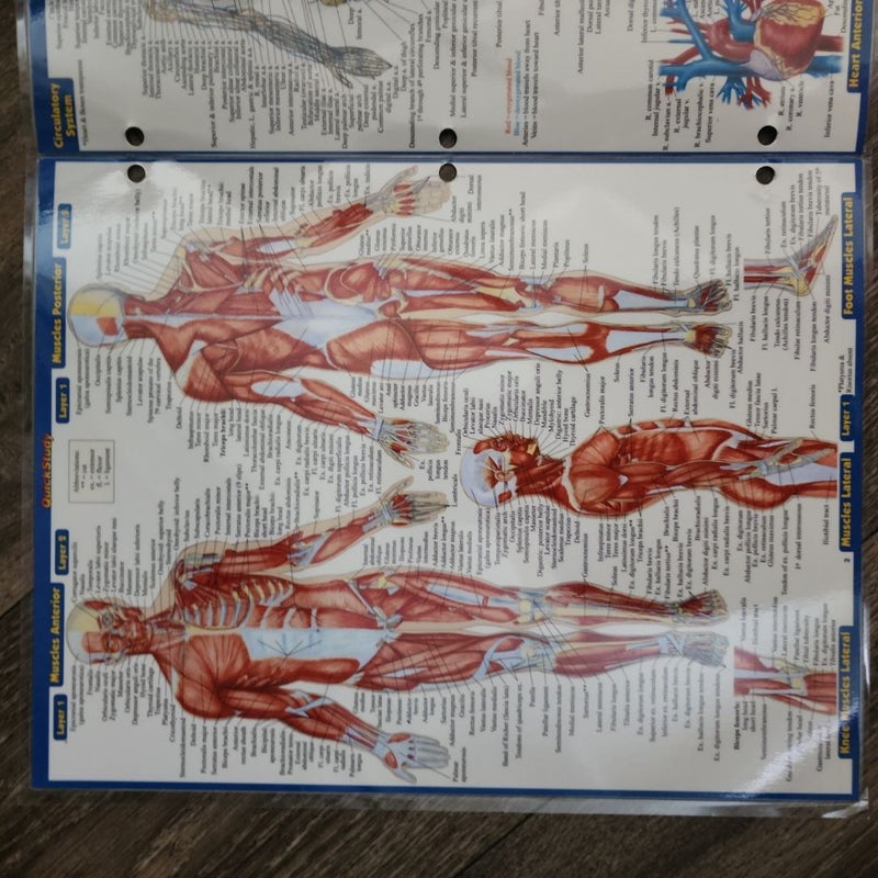 Anatomy - Reference Guide (8. 5 X 11)