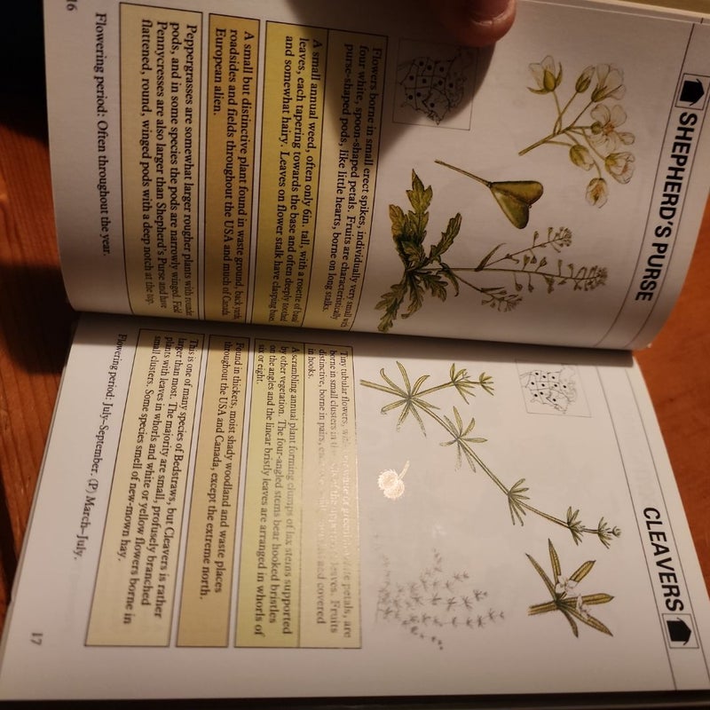 Instant Guide to Wildflowers