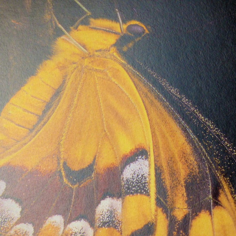 Yellow Schaus Swallowtail Butterfly Endangered Animal Book Art for Framing Gifting to Collect