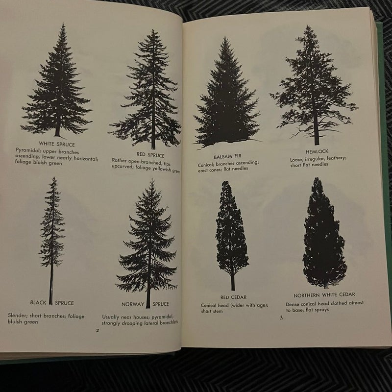 A field guide to Trees and Shrubs