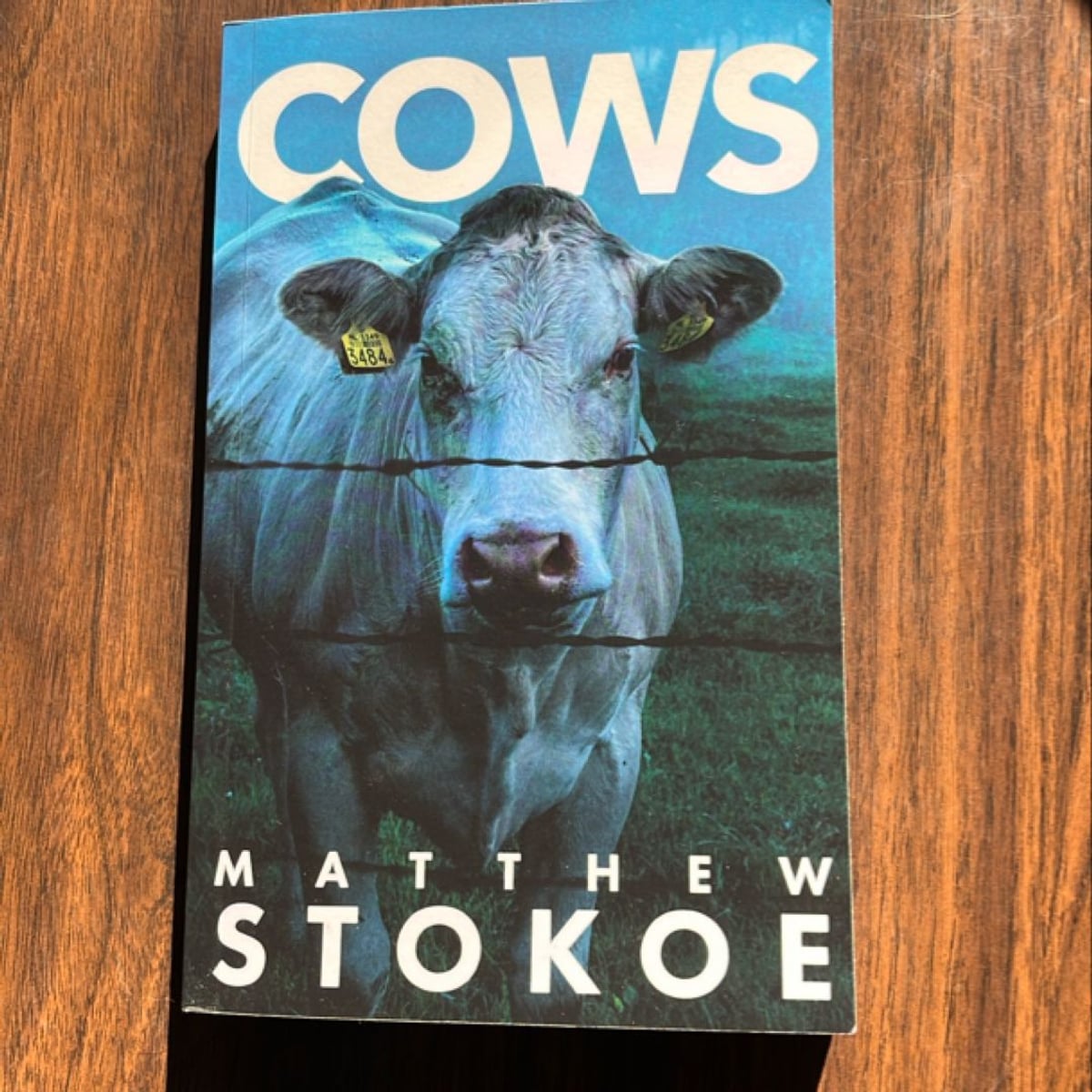 Cows by Matthew Stokoe