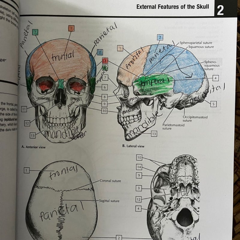 Netter's Anatomy Coloring Book Updated Edition