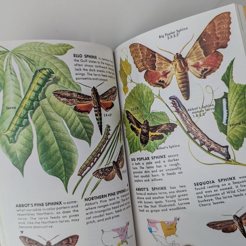 Butterflies and Moths (A Golden Guide)