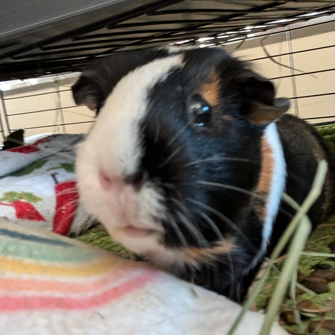 Tiny Pig Tales