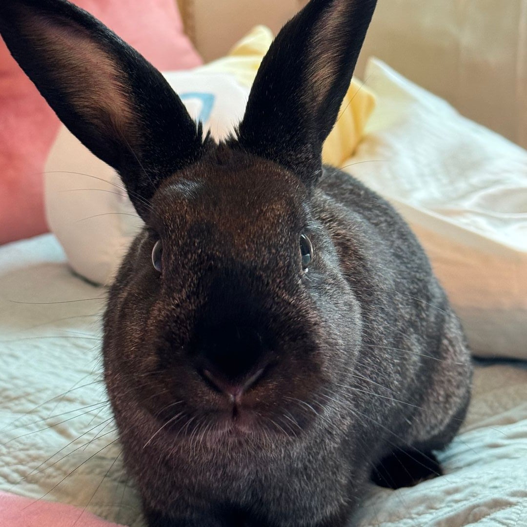Ari