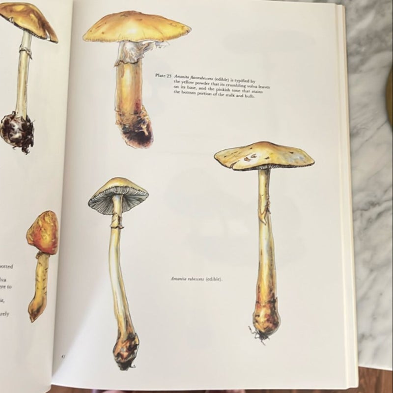 The Mushroom Hunt
