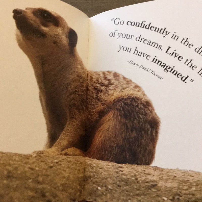 Wisdom of Meerkats